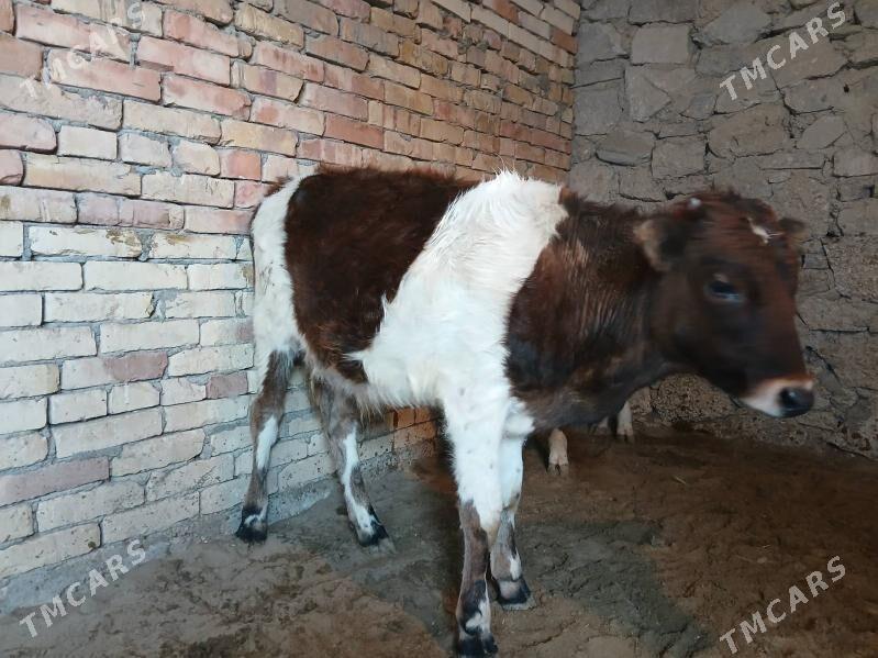 Ökuz - Балканабат - img 2