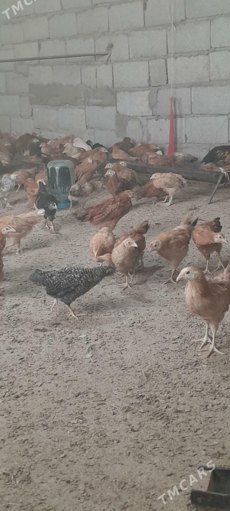 jùje - Бахарден - img 2