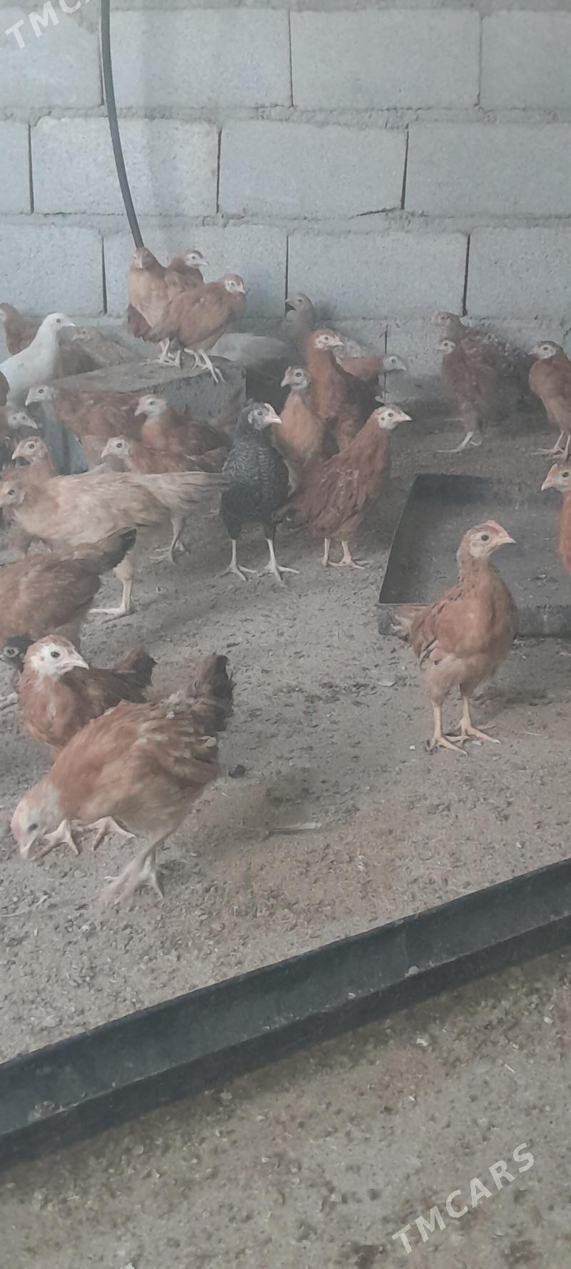 jùje - Бахарден - img 3