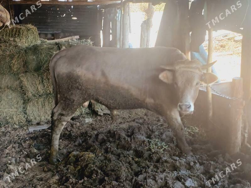 okuz bakylan cekim - Багир - img 2