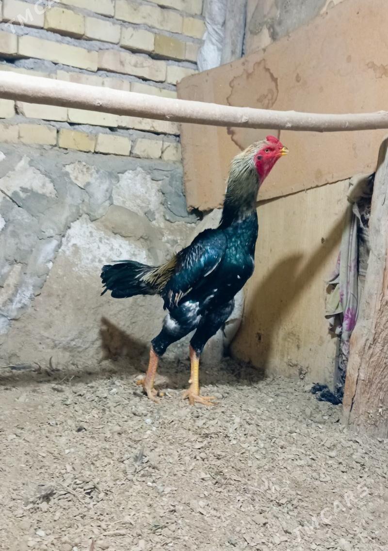 juyje - Kerki - img 4