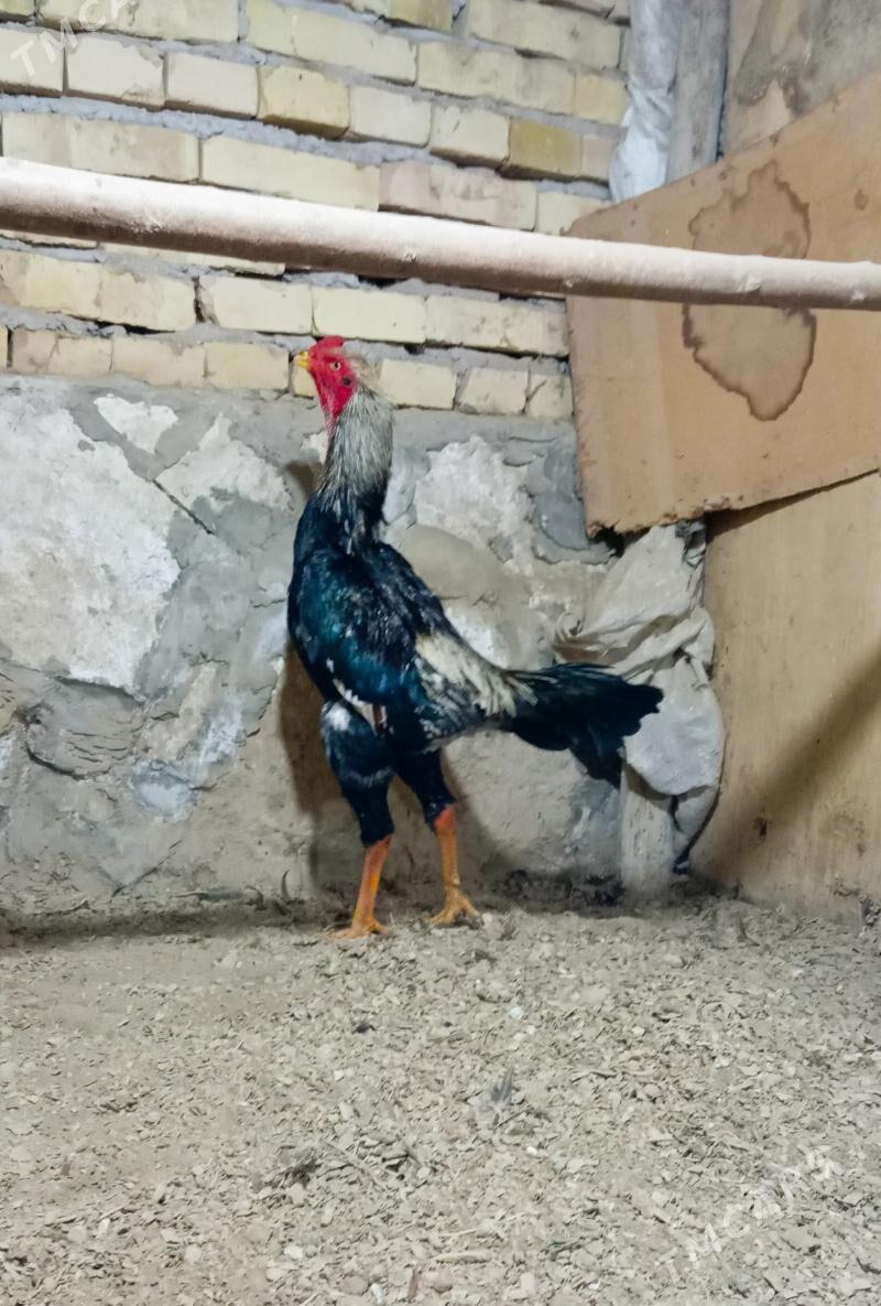 juyje - Kerki - img 3