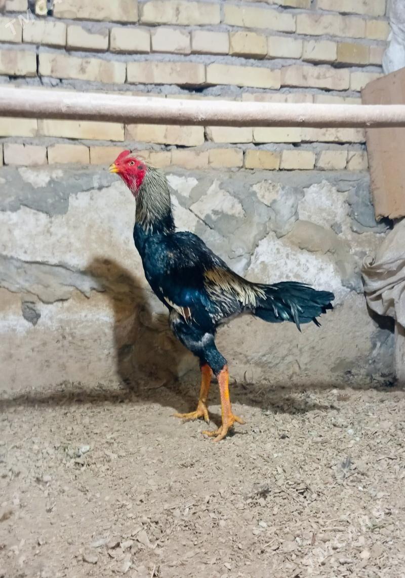 juyje - Kerki - img 2