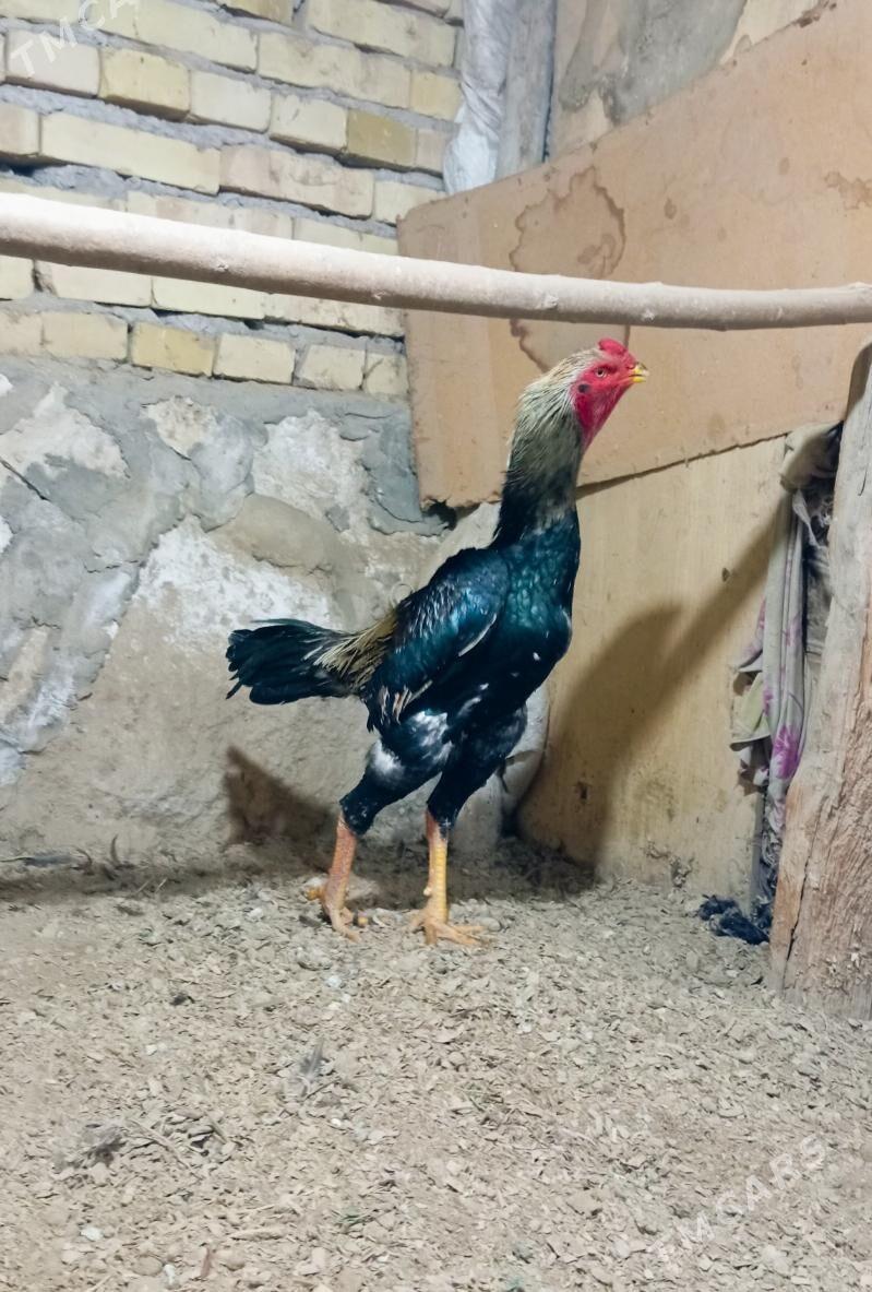 juyje - Kerki - img 1