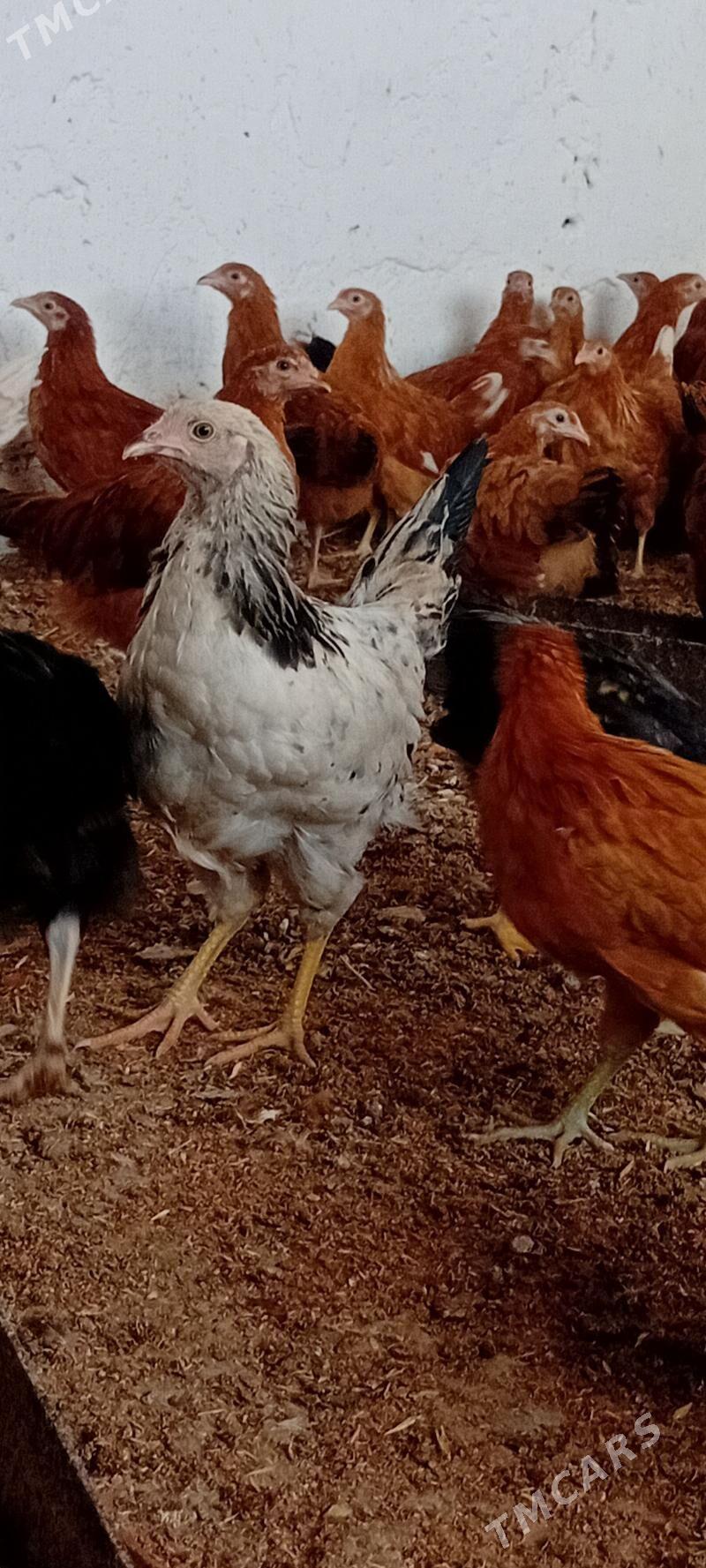 jüje - Бахарден - img 3