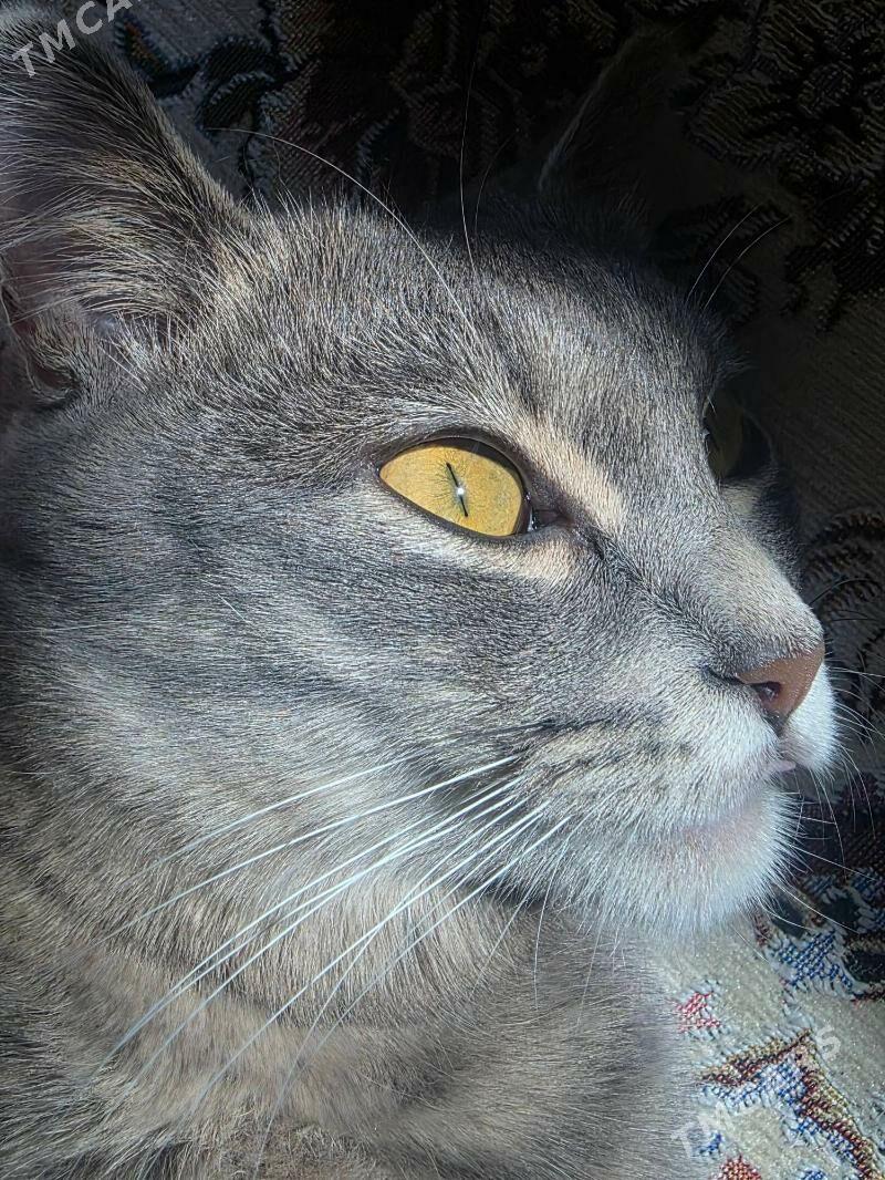 Pisik - Mary - img 3