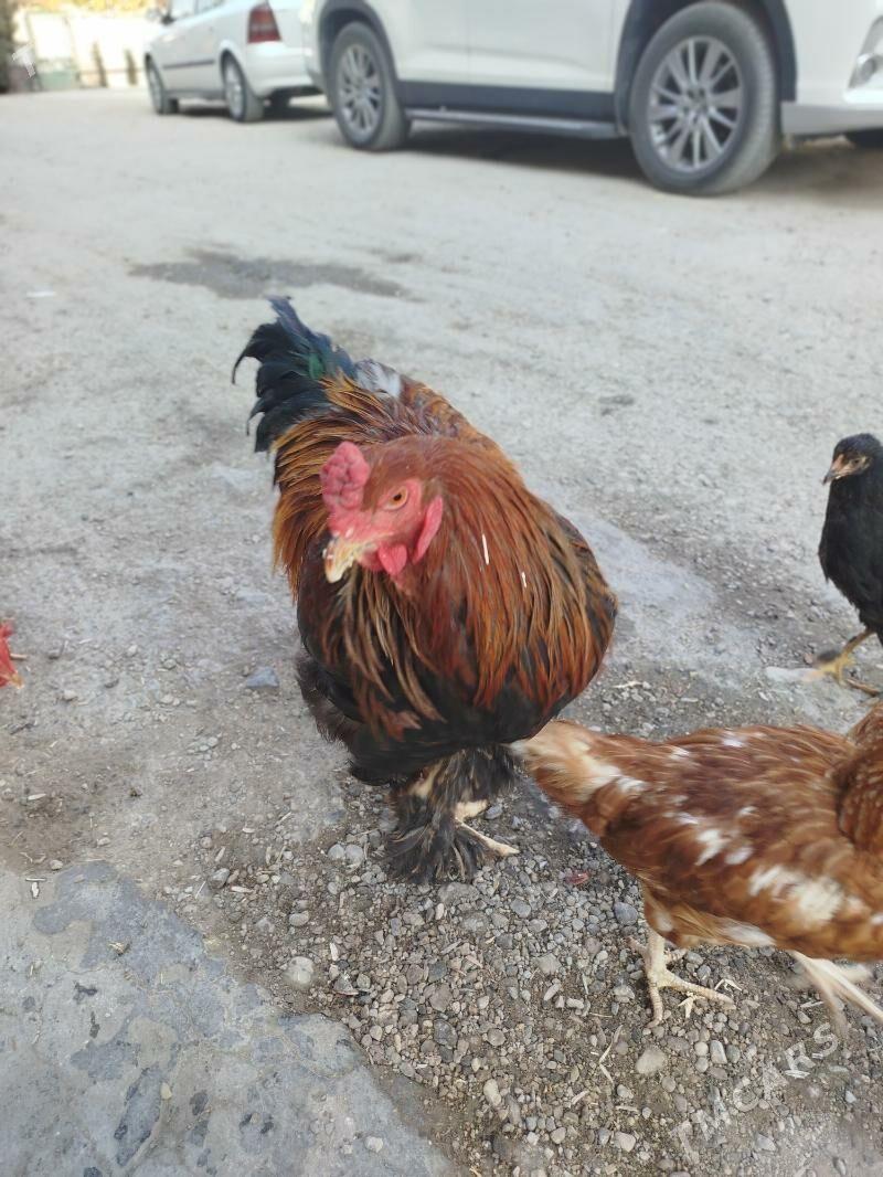 BRAMA - Balkanabat - img 4