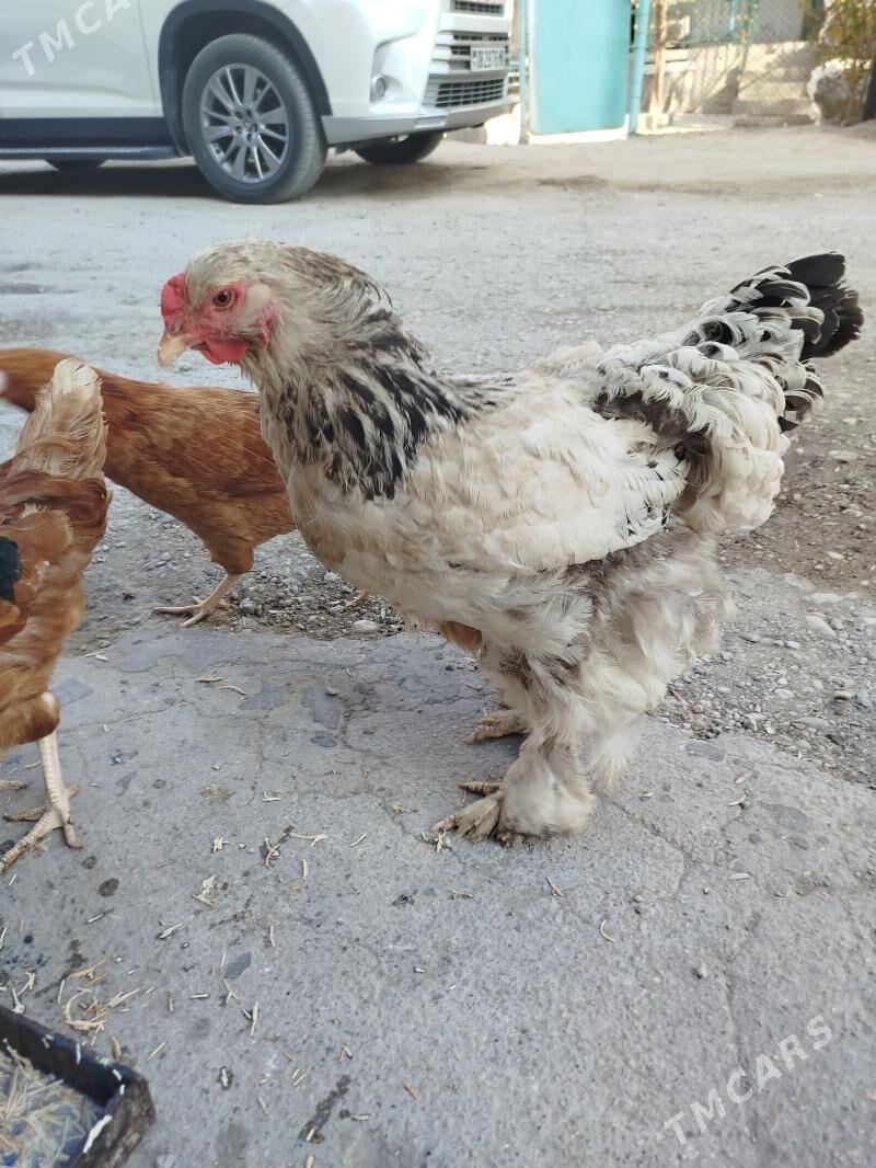 BRAMA - Balkanabat - img 2