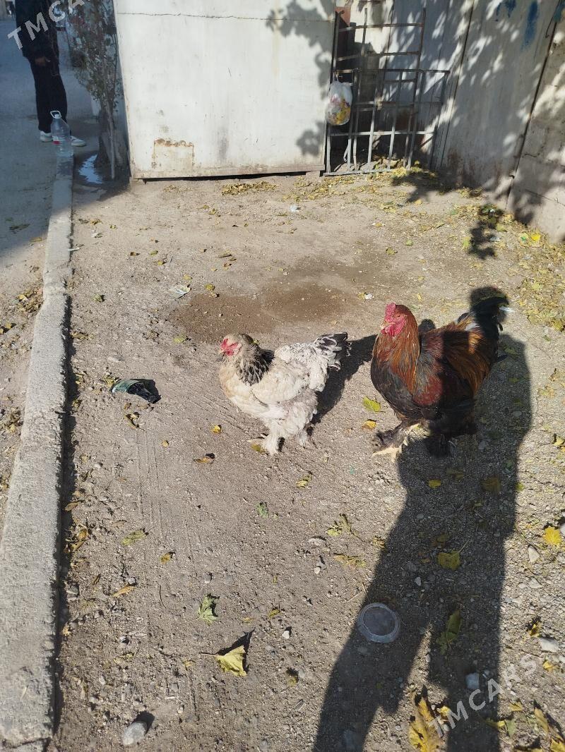 BRAMA - Balkanabat - img 3