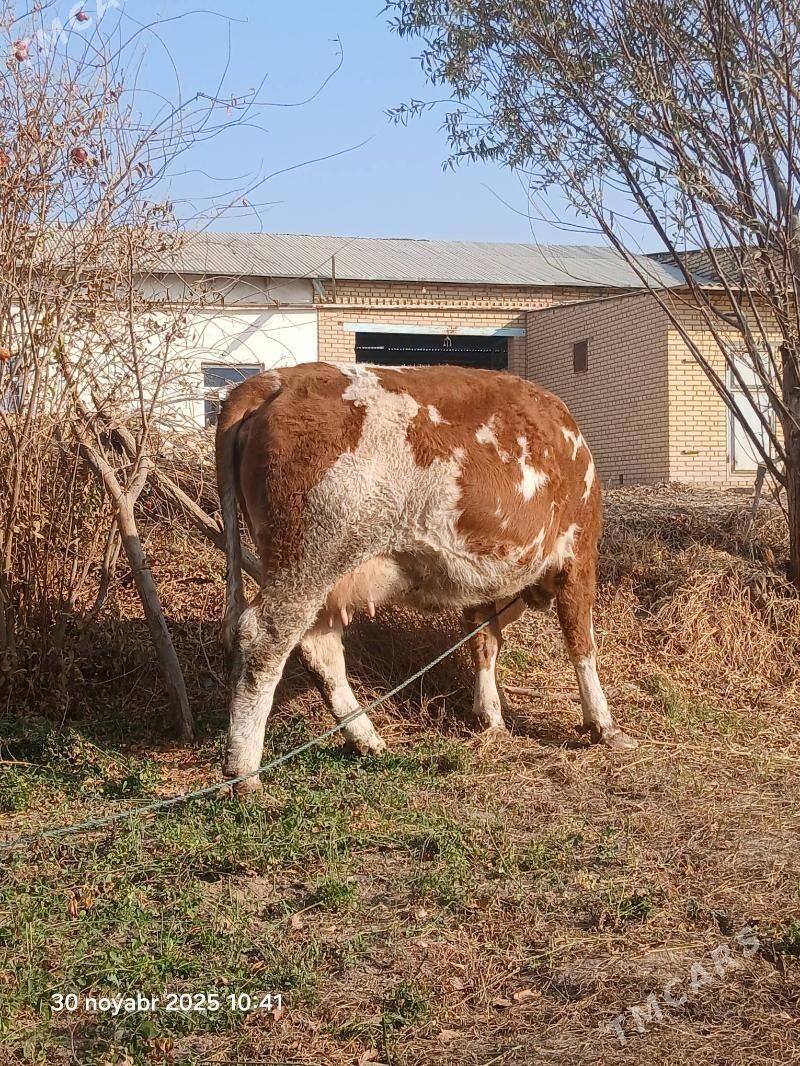 сментал - Halaç - img 4