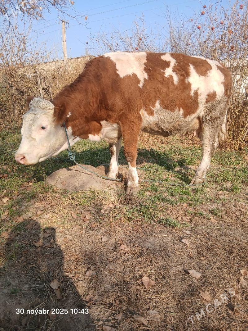 сментал - Halaç - img 2