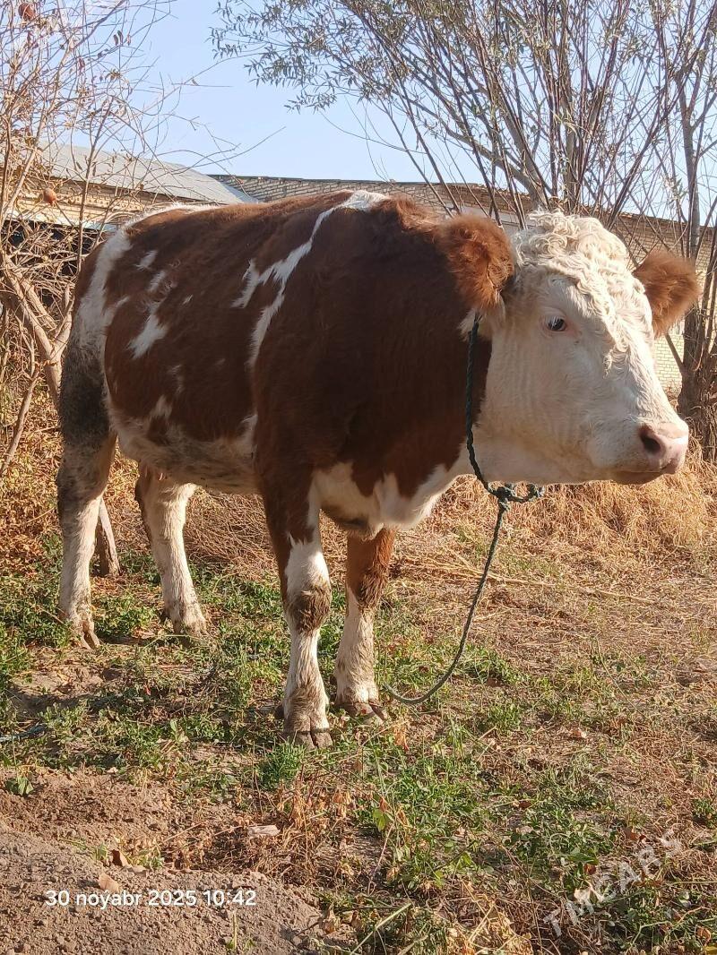 сментал - Halaç - img 3