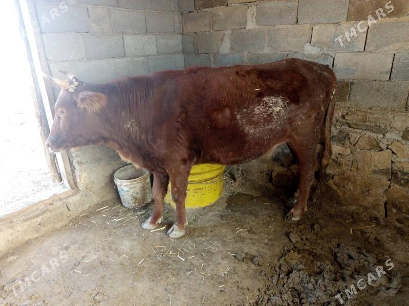 Semiz sygyr - Берекет - img 3