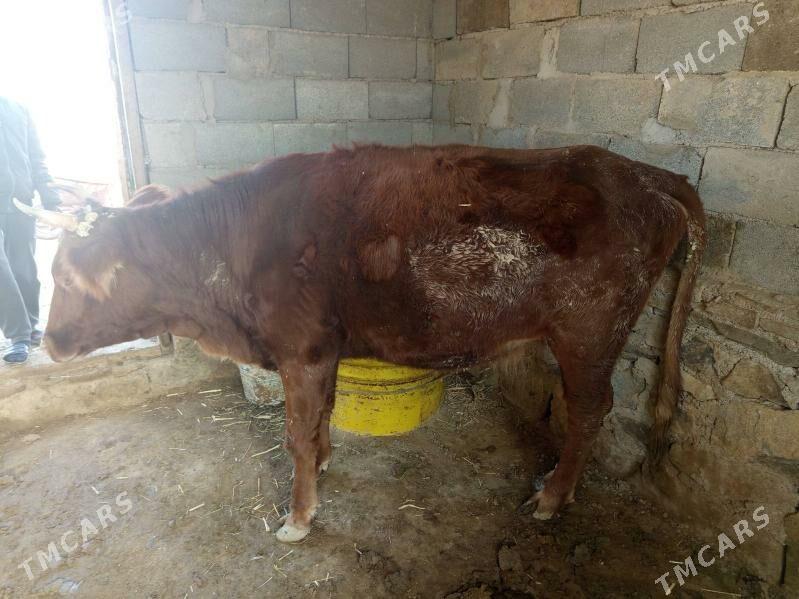 Semiz sygyr - Берекет - img 2