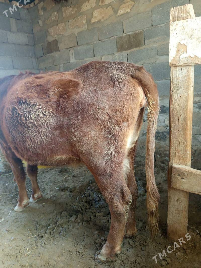 Semiz sygyr - Берекет - img 4