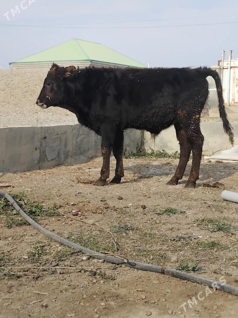 Swes okuz - Бахарден - img 1