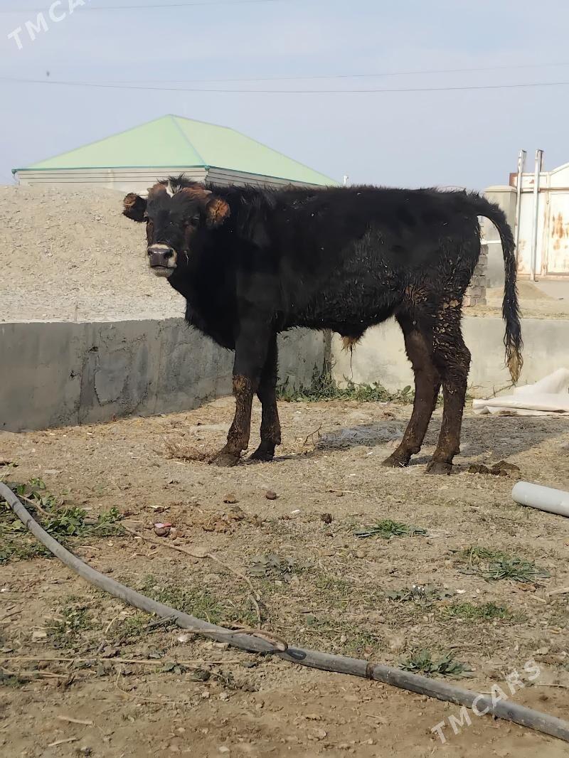 Swes okuz - Бахарден - img 2