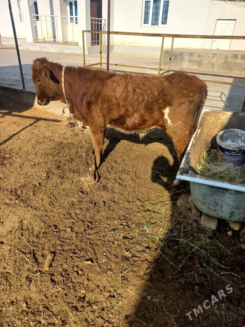 okuz gole - Ашхабад - img 2