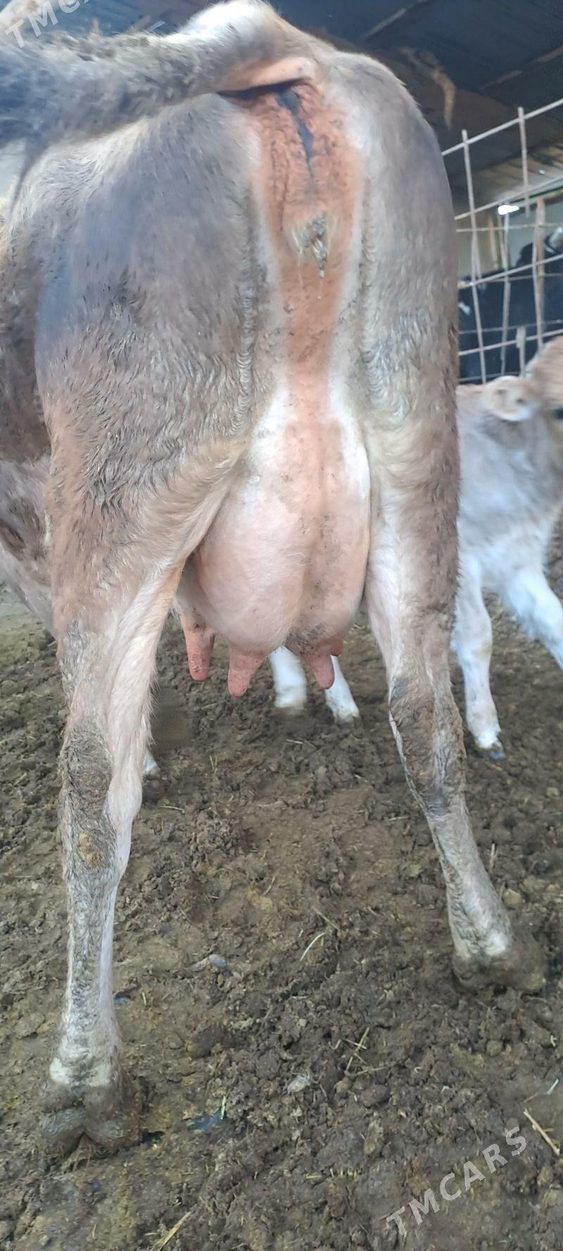 GOLELY SYGYR - Bäherden - img 2