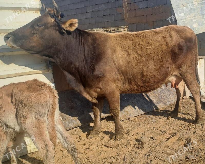 GOLELY SYGYR - Bäherden - img 1