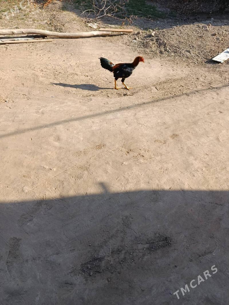 horaz - Сакарчага - img 1