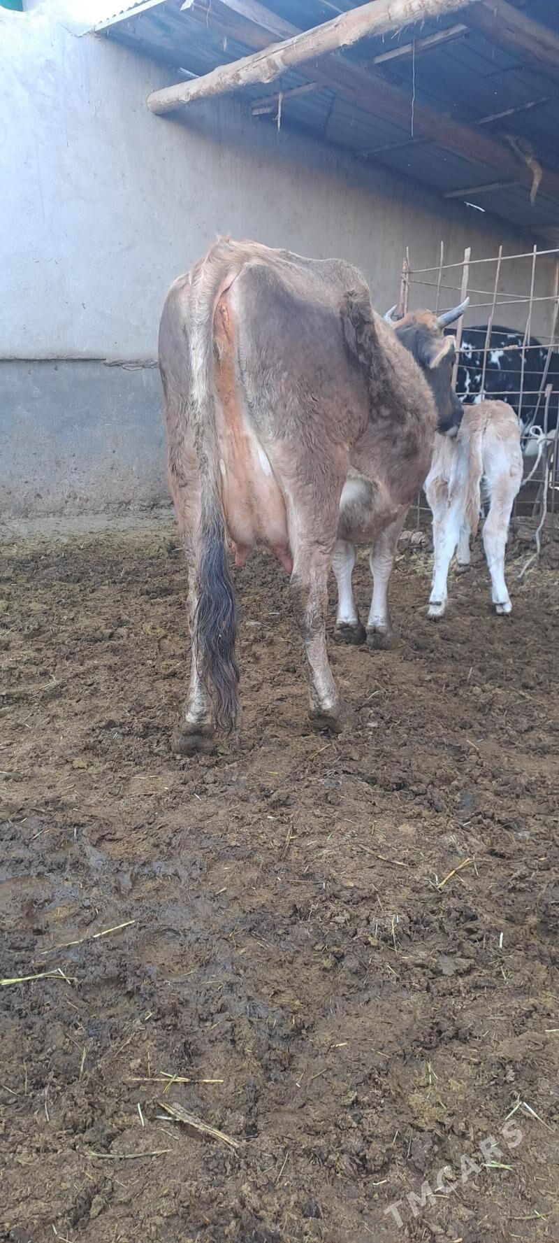 GOLELY SYGYR - Bäherden - img 4