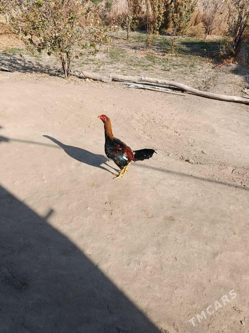 horaz - Сакарчага - img 2