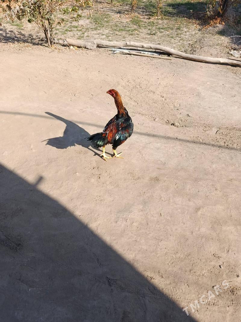 horaz - Сакарчага - img 3