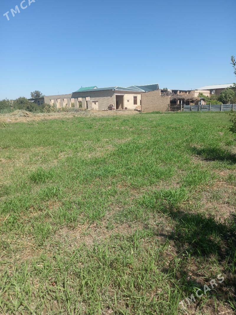 Satlyk okuz - Çärjew - img 4