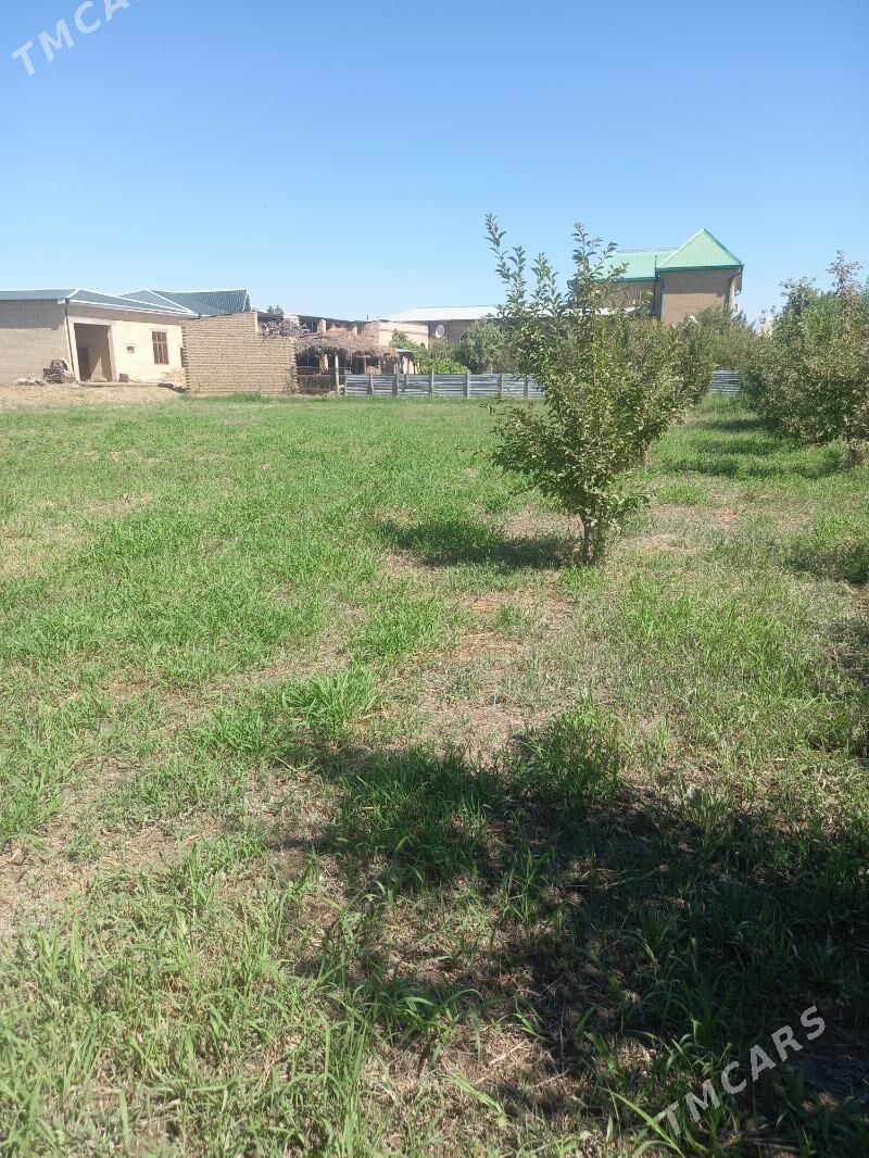 Satlyk okuz - Çärjew - img 3