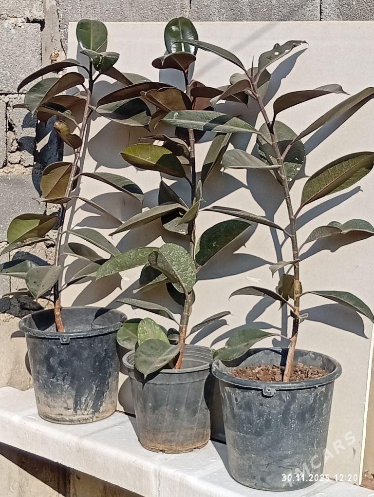 Fikus - Çoganly - img 3