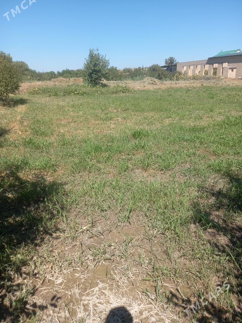 Satlyk okuz - Çärjew - img 2