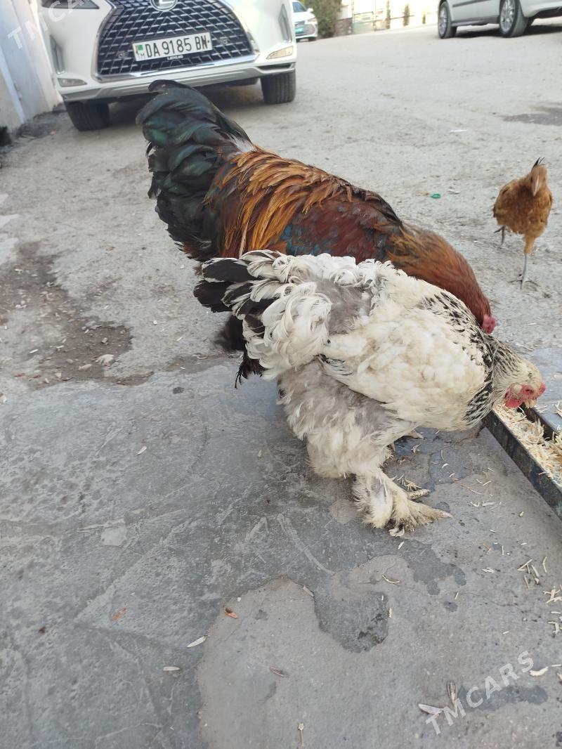 BRAMA - Balkanabat - img 6