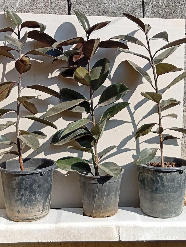 Fikus - Çoganly - img 2