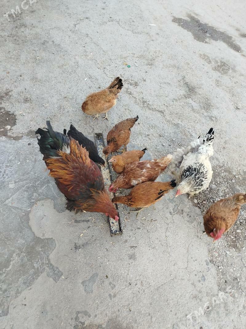 BRAMA - Balkanabat - img 5