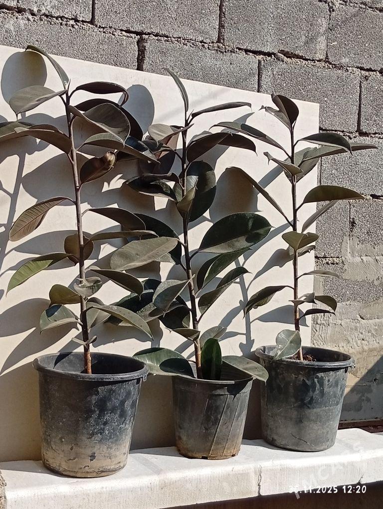 Fikus - Çoganly - img 1