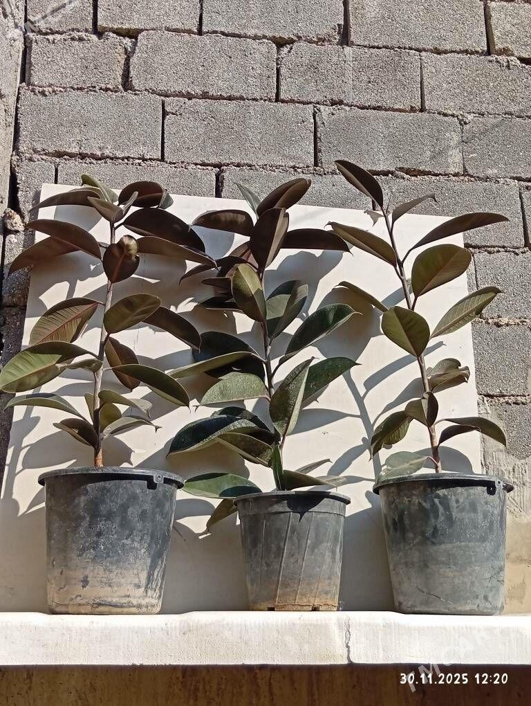 Fikus - Çoganly - img 4