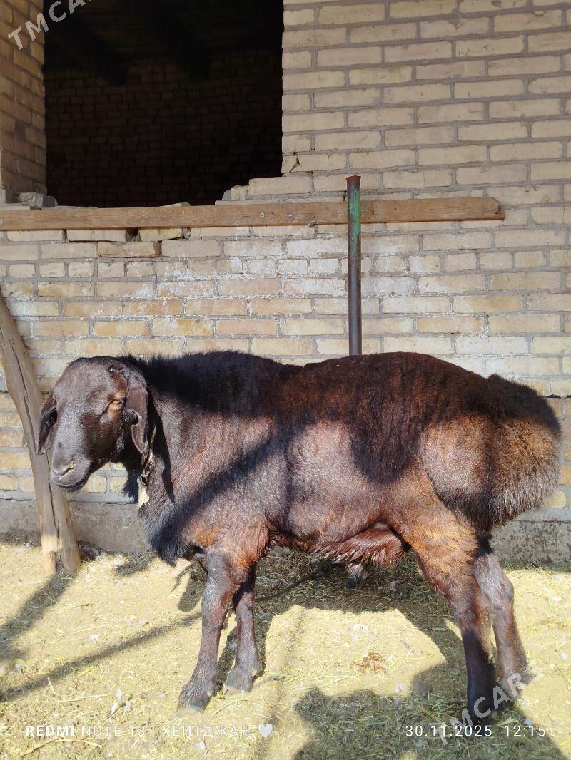 Gara goç - Türkmenabat - img 3