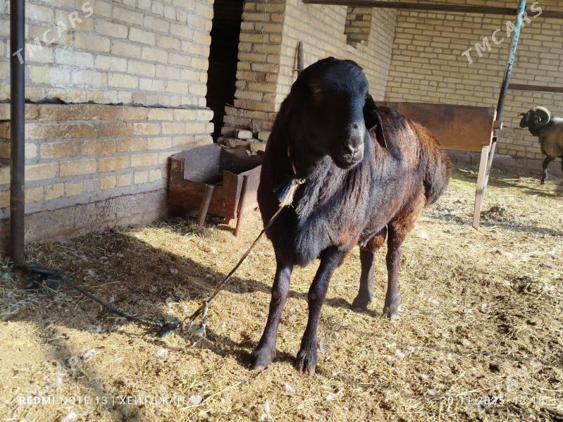 Gara goç - Türkmenabat - img 1