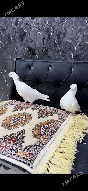 кепдер - Туркменабат - img 3