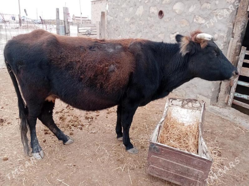 sygyr - Берекет - img 2