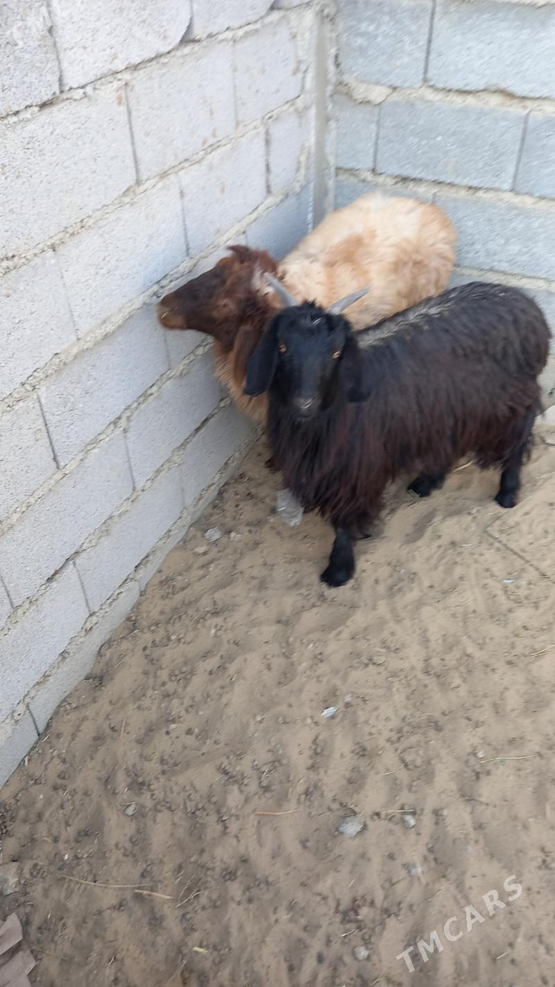 tokly çewiş - Bäherden - img 5