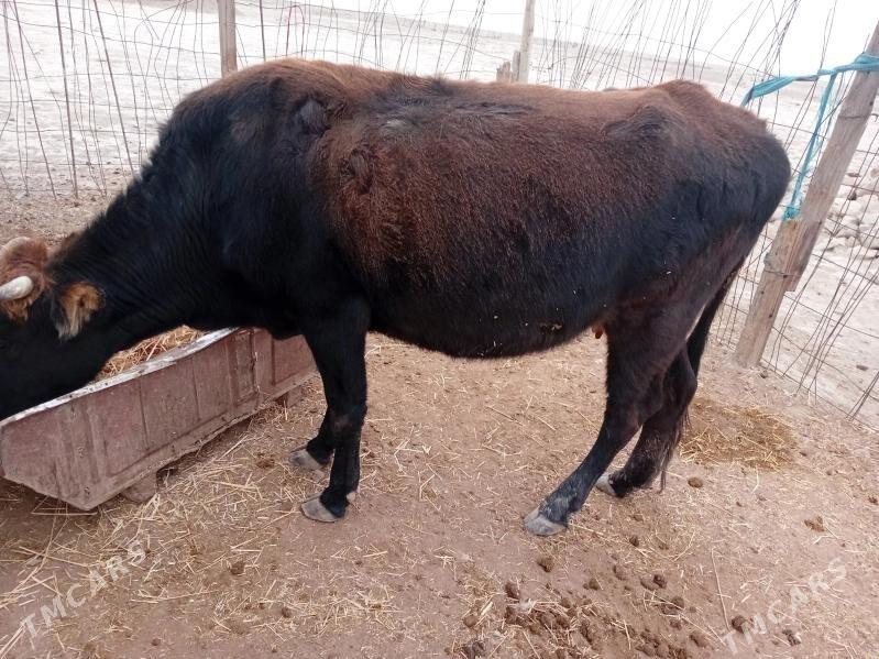 sygyr - Берекет - img 3