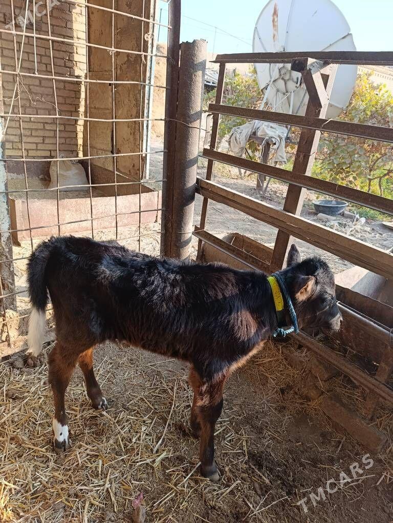 SAGLYK   SYGYR - Туркменабат - img 7