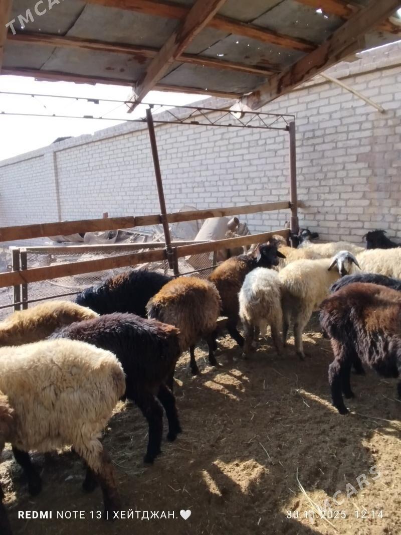 goçlar - Türkmenabat - img 3