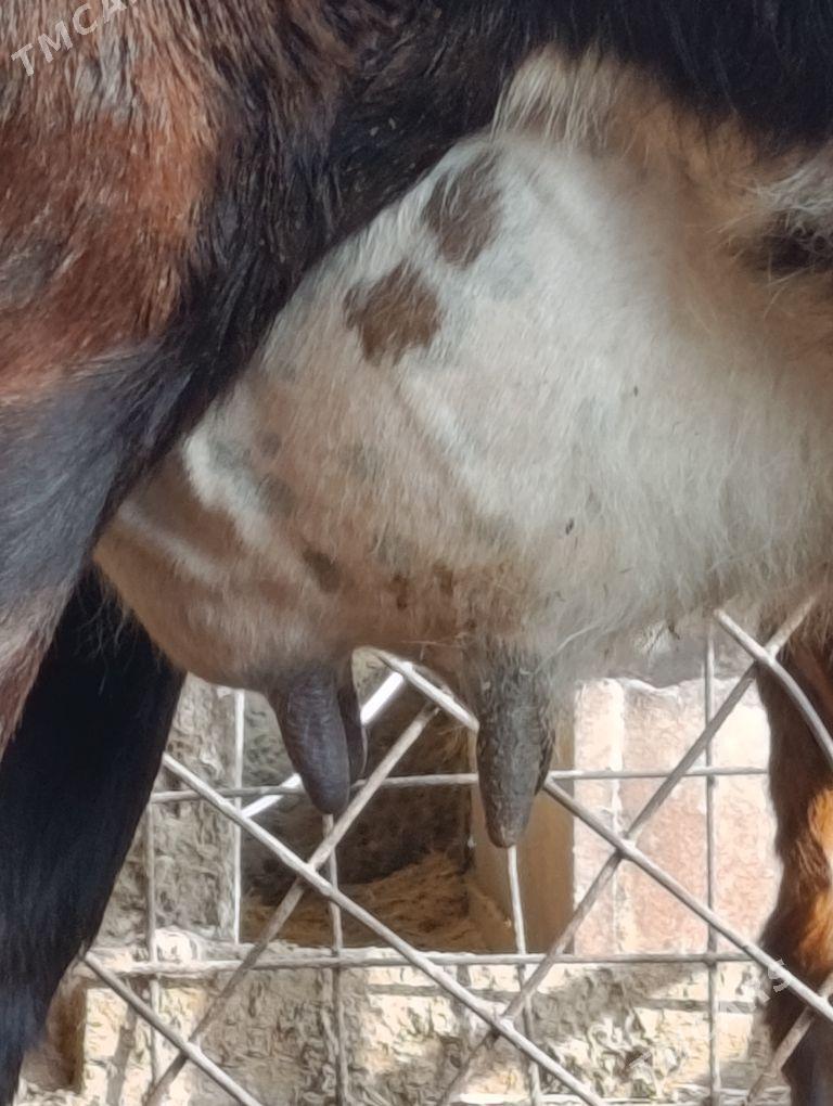 SAGLYK   SYGYR - Туркменабат - img 4