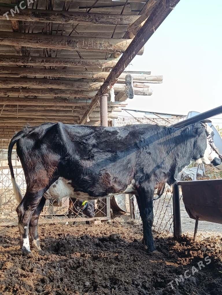 SAGLYK   SYGYR - Туркменабат - img 2