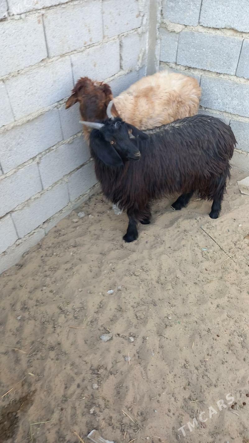 tokly çewiş - Bäherden - img 3