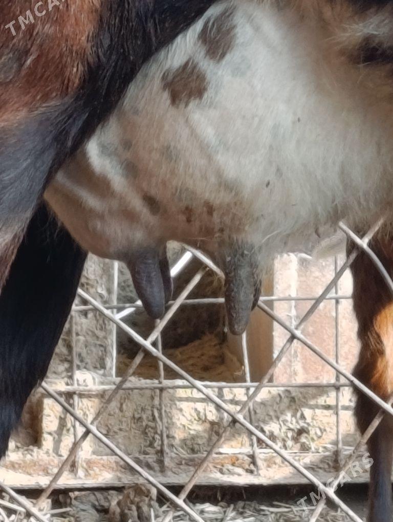 SAGLYK   SYGYR - Туркменабат - img 5