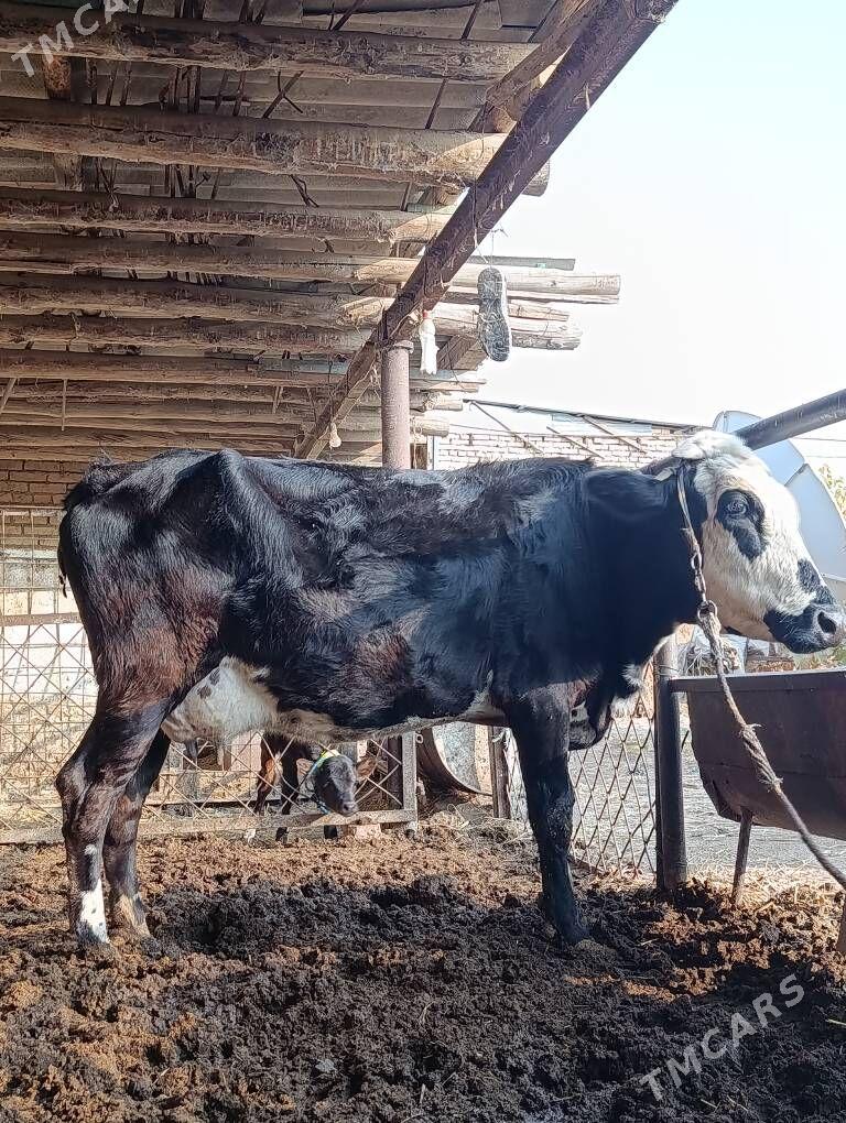 SAGLYK   SYGYR - Туркменабат - img 3